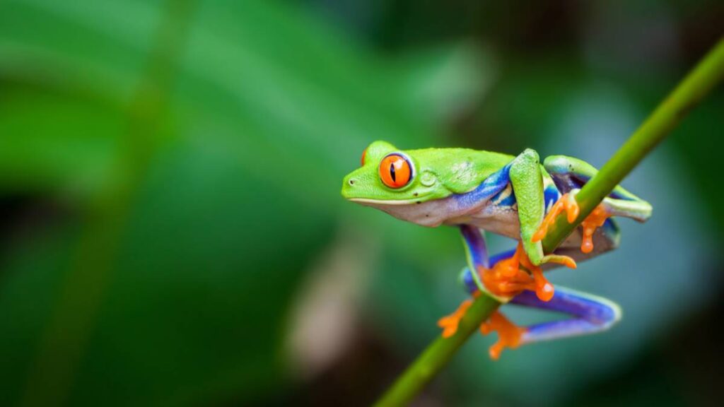 Costa Rica Frog