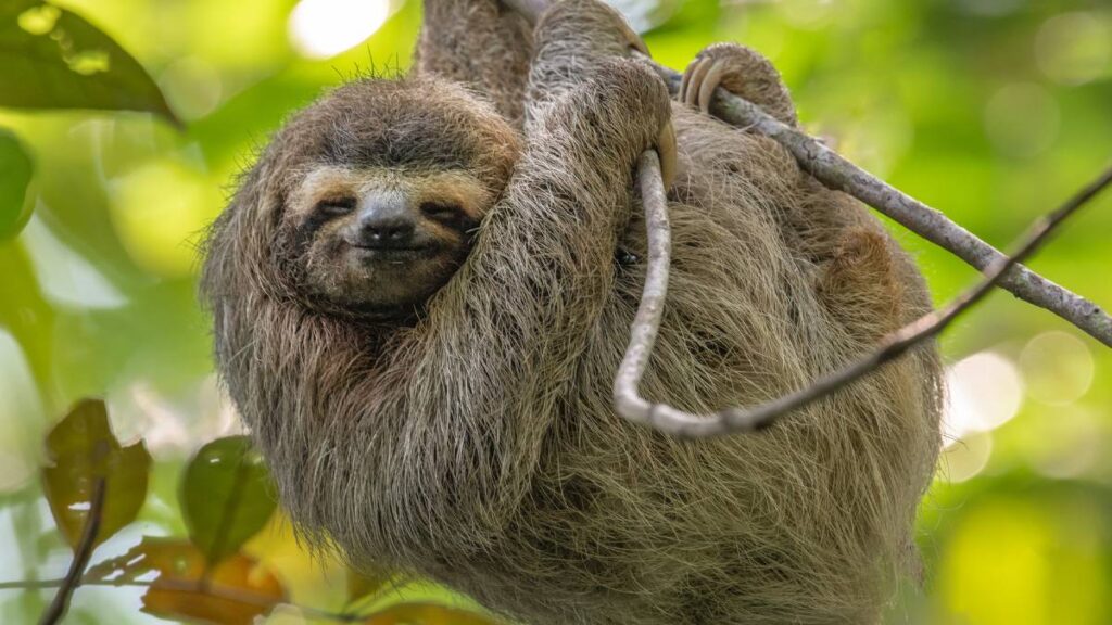 Costar Rican Sloth