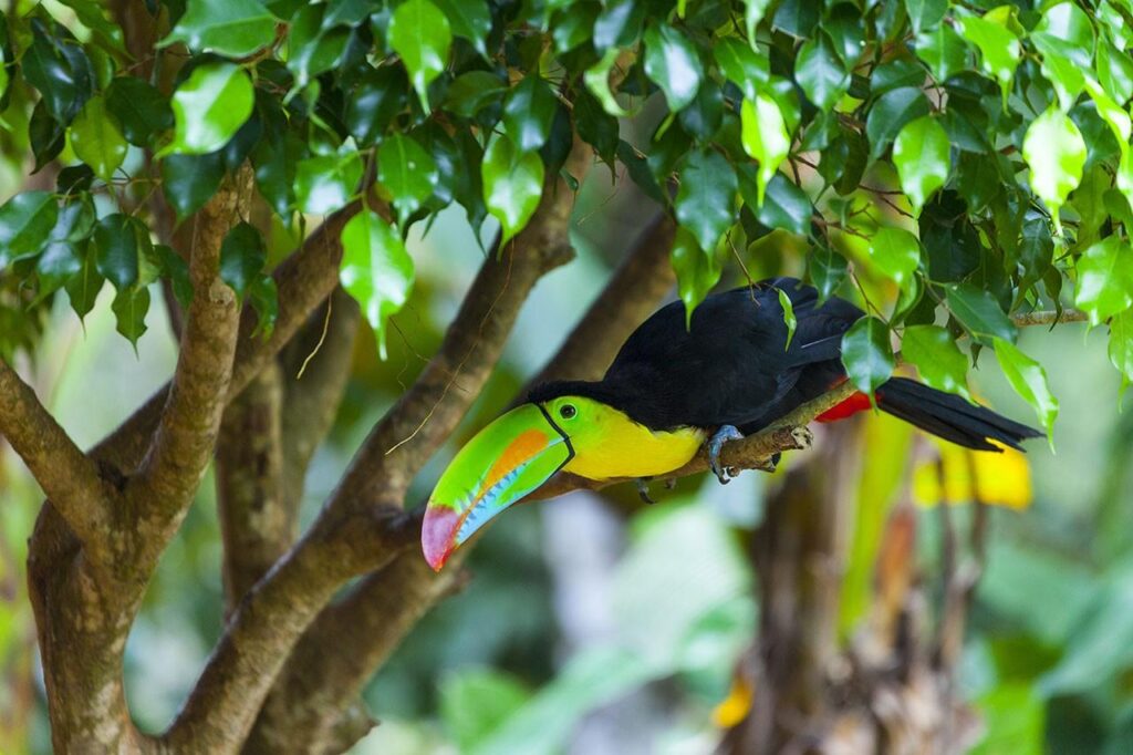 Panama Toucan Birds