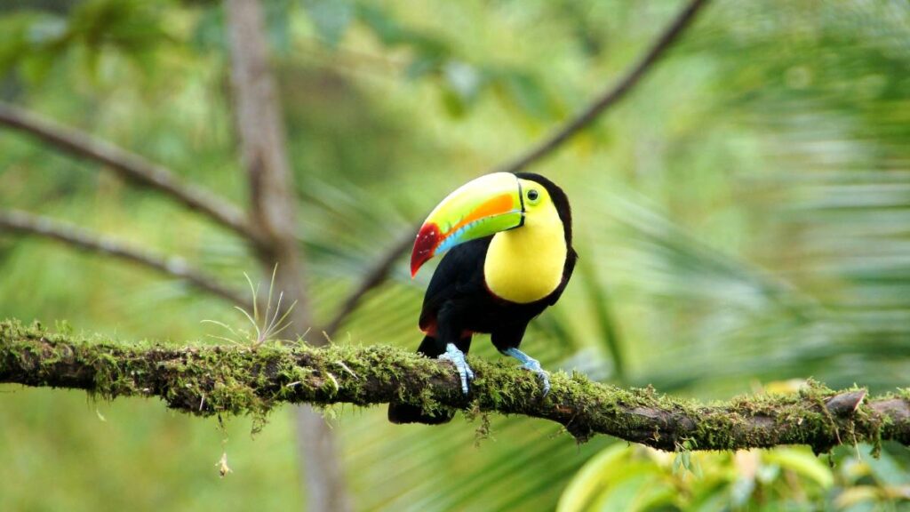 Toucan In Costa Rica