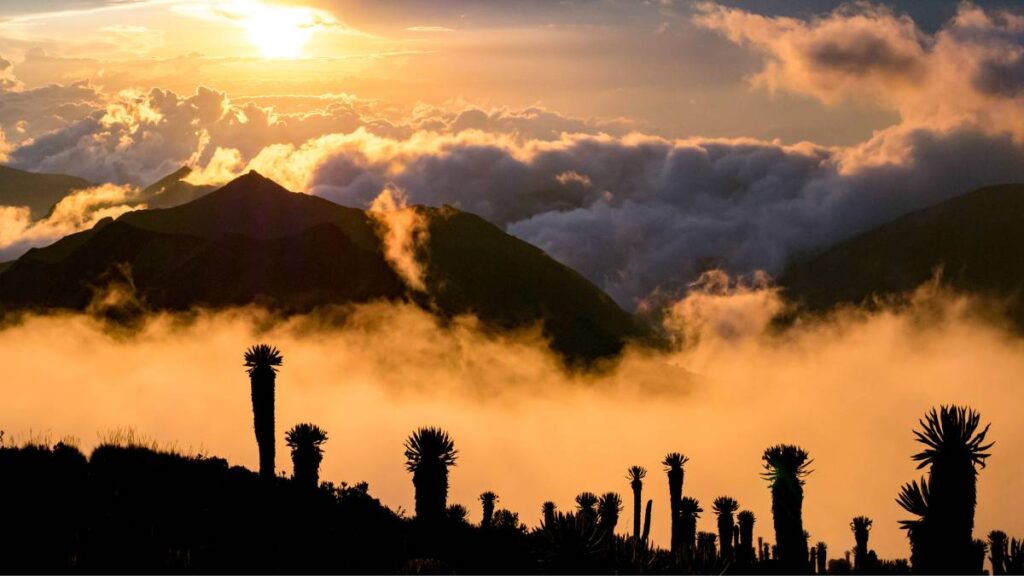 Beautiful Los Nevados National Park Paramo Frailejones Sunrise