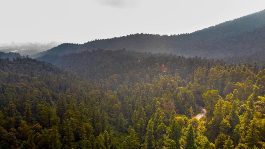 Desierto De Los Leones National Park